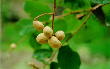 มะพอก Parinari anamensis  Hance<br/>Chrysobalanaceae